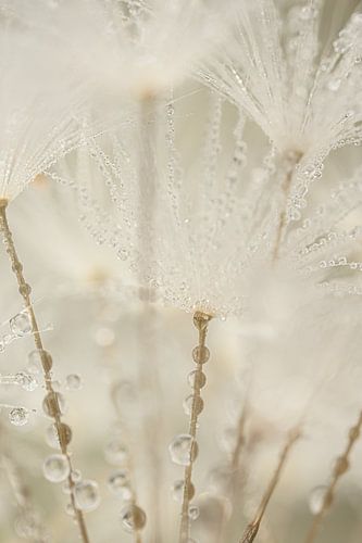 Tussen de pluisjes van de paardenbloem