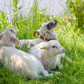 Drei kleine Lämmer im Gras von Patricia Hofmeester