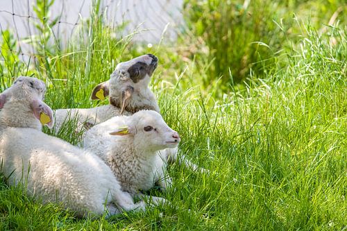 Drie kleine lammetjes in het gras