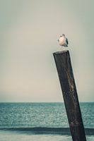 Seagull