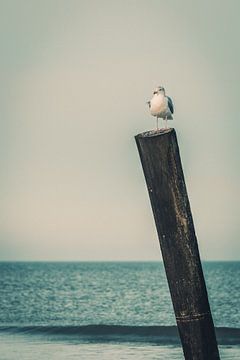 Seagull by Steffen Peters