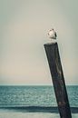 Mouette par Steffen Peters Aperçu