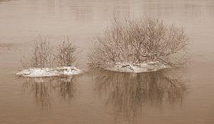 Büsche in hochgefrorenem Wasser in Sepia.