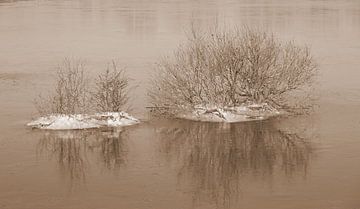 Struiken in hoog bevroren water in sepia . van Jose Lok