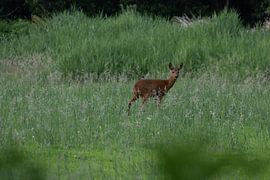 Rehwild von Maaike Krimpenfort