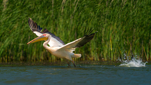 Lift-Off Over the Marsh