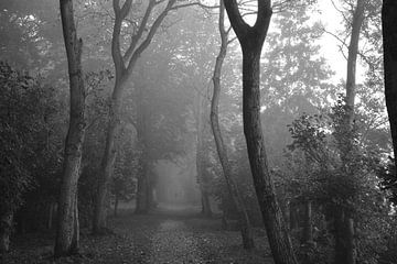 Bomen op een mistige ochtend
