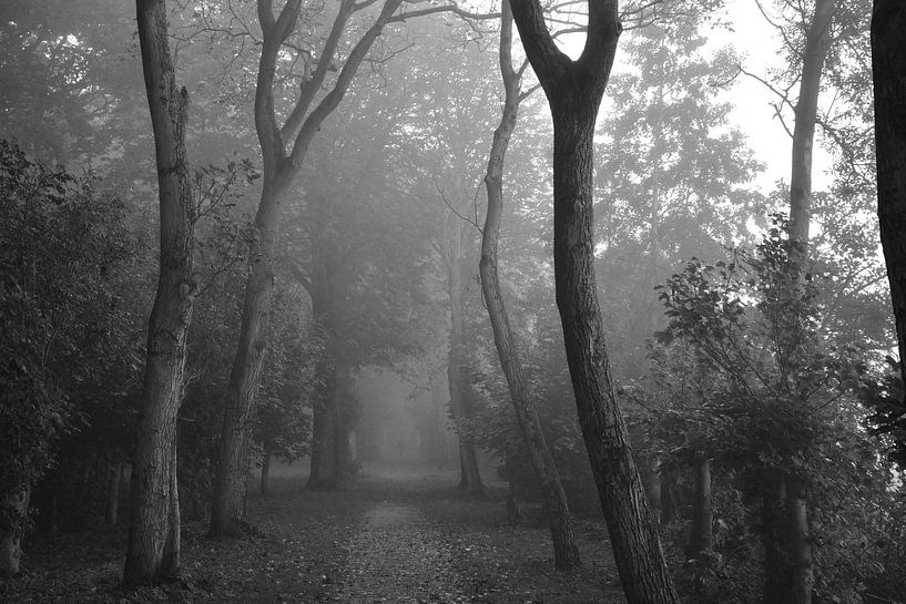 Bomen op een mistige ochtend von Maurice Kruk