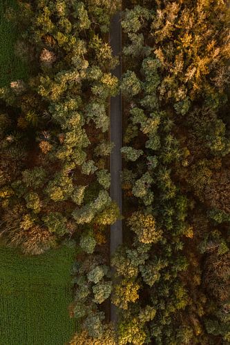 Drone foto van een weg in de herfst