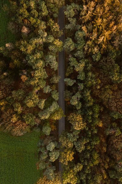 Drohnenbild einer Straße im Herbst von Wianda Bongen