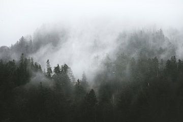 Groen bos in de mist | naaldbos tussen de wolken | fotobehang van Laura Dijkslag