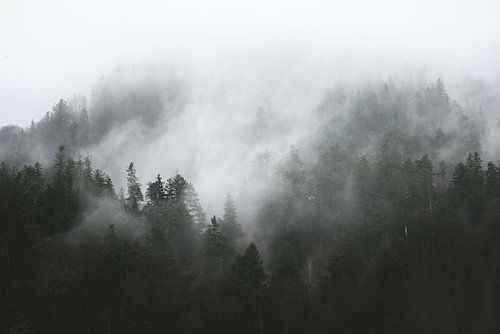 Groen bos in de mist | naaldbos tussen de wolken | fotobehang
