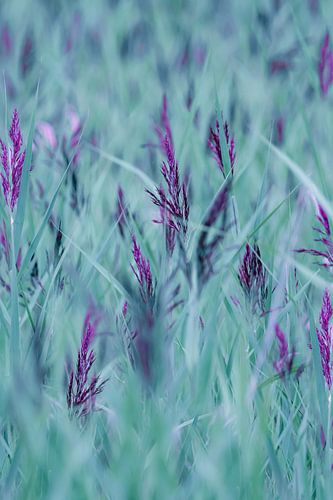 paars heidegras , molinia caerulea