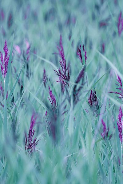purple moor grass , molinia caerulea by Leny Silina Helmig