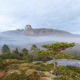 Brouillard magique du matin à Steigtinden près de Bodø. sur Jiri Viehmann