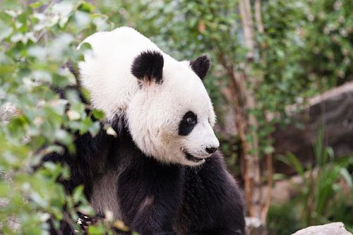 Close up van een Reuzenpanda tussen de struiken 