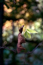Nature fazination
