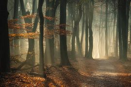 Can't see the wood for the trees by Maaike van Tol