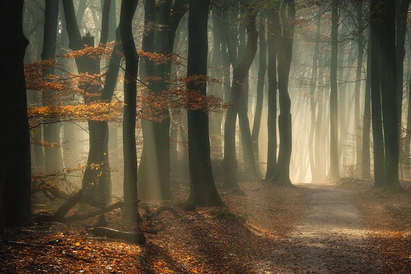 Door de bomen het bos niet meer zien van Maaike van Tol