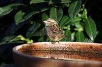 Huismus in de tuin
