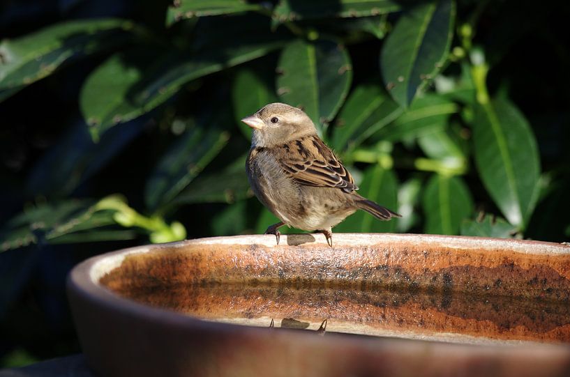 Haussperling im Garten von cuhle-fotos