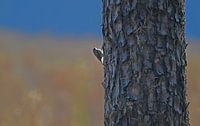 nuthatch