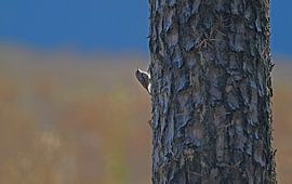 nuthatch by Frank Mossink