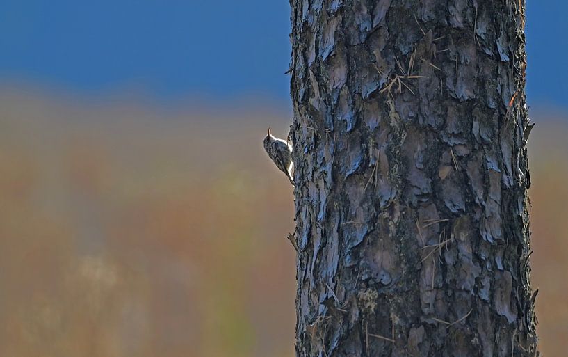 nuthatch by Frank Mossink