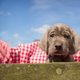 Puppy in a box by Mogi Hondenfotografie