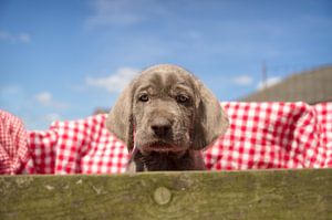 Pup in de kist van Mogi Hondenfotografie