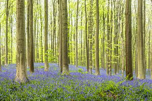 Bluebell flowers in a Beech tree forest during a springtime morning