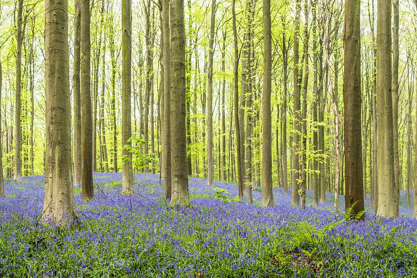 Bluebell fleurs dans une forêt de hêtres pendant une matinée de printemps par Sjoerd van der Wal Photographie