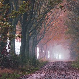 foggy path by Stefan den Engelsen