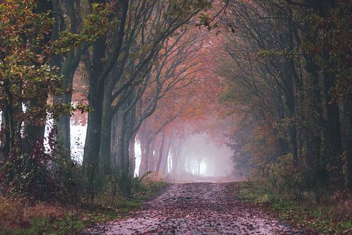 foggy path