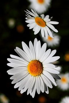 marguerite