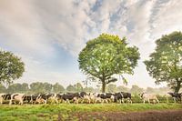 Koeien onderweg naar het weiland in de Noardlike Fryske Walden in Friesland