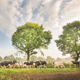 Cows on their way to pasture in the Noardlike Fryske Walden in Friesland. by Marcel van Kammen