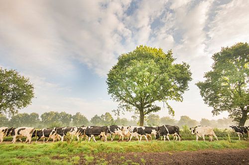 Cows on their way to pasture in the Noardlike Fryske Walden in Friesland.