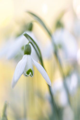 Sneeuwklokjes in geel groen