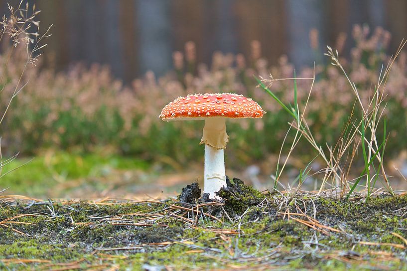 Délicate amanite tue-mouche blanche et rouge, sur le sol de la forêt. par Martin Köbsch