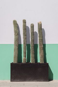 Cactus in Mexico I Reis Fotografie