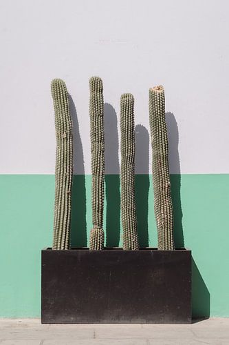 Kaktus in Mexiko I Reisefotografie