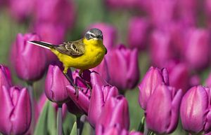 Gele Kwikstaart staand op een tulp in een tulpenveld