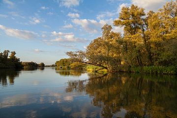 Reflexionen im Biesbosch von Nel Diepstraten