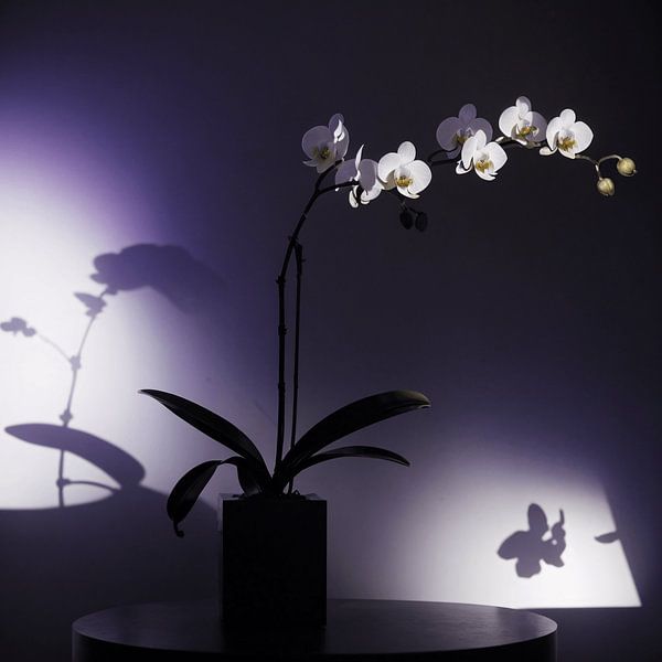 Shadow Blossom by Matteo Bellini