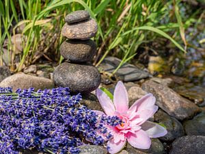 Lotusblume mit Balancesteinen Hintergrund