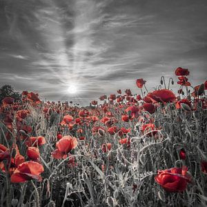Lovely sunset in a poppy field | colorkey