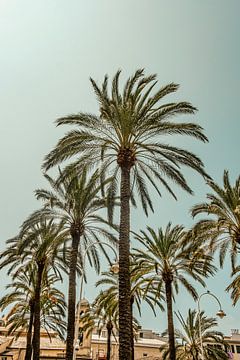 Palmbomen in Genua van Lima Fotografie