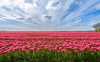 Roze tulpen in het veld tijdens een mooie lente dag van Sjoerd van der Wal Fotografie thumbnail