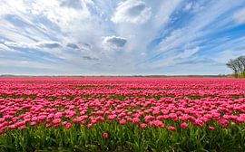 Pink Tulips in a field during a lovely spring day
